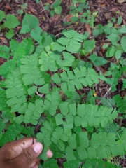 Adiantum amplum