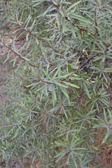 Hippophae rhamnoides