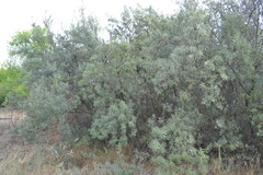 Hippophae rhamnoides