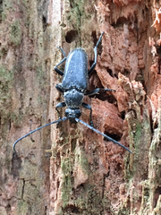 Toxoleptura vexatrix