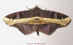 Vogia mimica