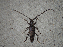 Elytrimitatrix undata
