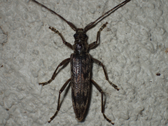 Elytrimitatrix undata