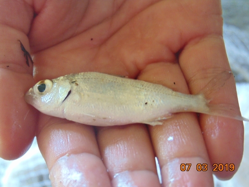 Mojarras