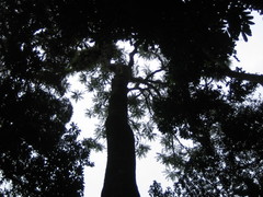 Zanthoxylum gilletii