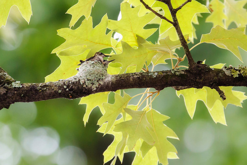 Ruby-throated Hummingbird photographed in Tennessee