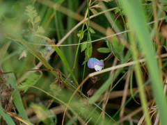 Lathyrus hirsutus