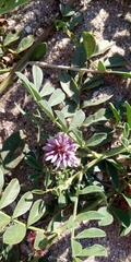 Glycyrrhiza echinata