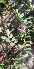 Glycyrrhiza echinata