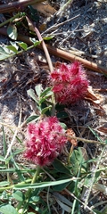 Glycyrrhiza echinata