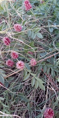 Glycyrrhiza echinata