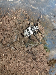 Acanthoderes funeraria