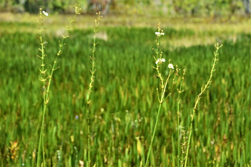Sagittaria lancifolia image