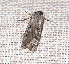 Agrotis malefida