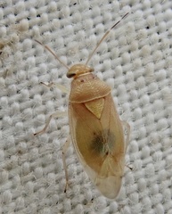 Tropidosteptes pacificus
