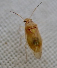 Tropidosteptes pacificus