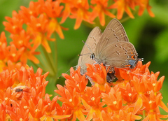 Satyrium edwardsii