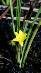 Hypoxis wrightii