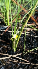 Hypoxis wrightii