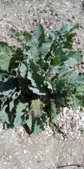 Crambe maritima