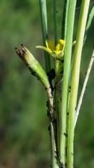 Hypoxis wrightii
