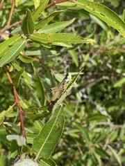 Pseudochorthippus curtipennis