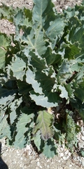 Crambe maritima