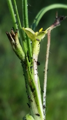 Hypoxis wrightii