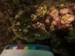 Montipora incrassata
