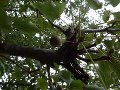 Pyrus calleryana