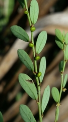 Phyllanthus caroliniensis subsp. saxicola image