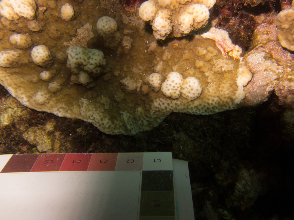 pore coral