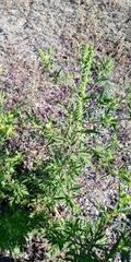 Ambrosia artemisiifolia