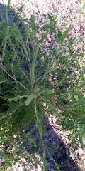 Ambrosia artemisiifolia