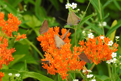 Satyrium edwardsii