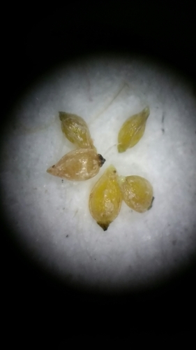 Image of Rhynchospora divergens by (c) Jay Horn, some rights reserved (CC BY)