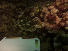 Montipora incrassata