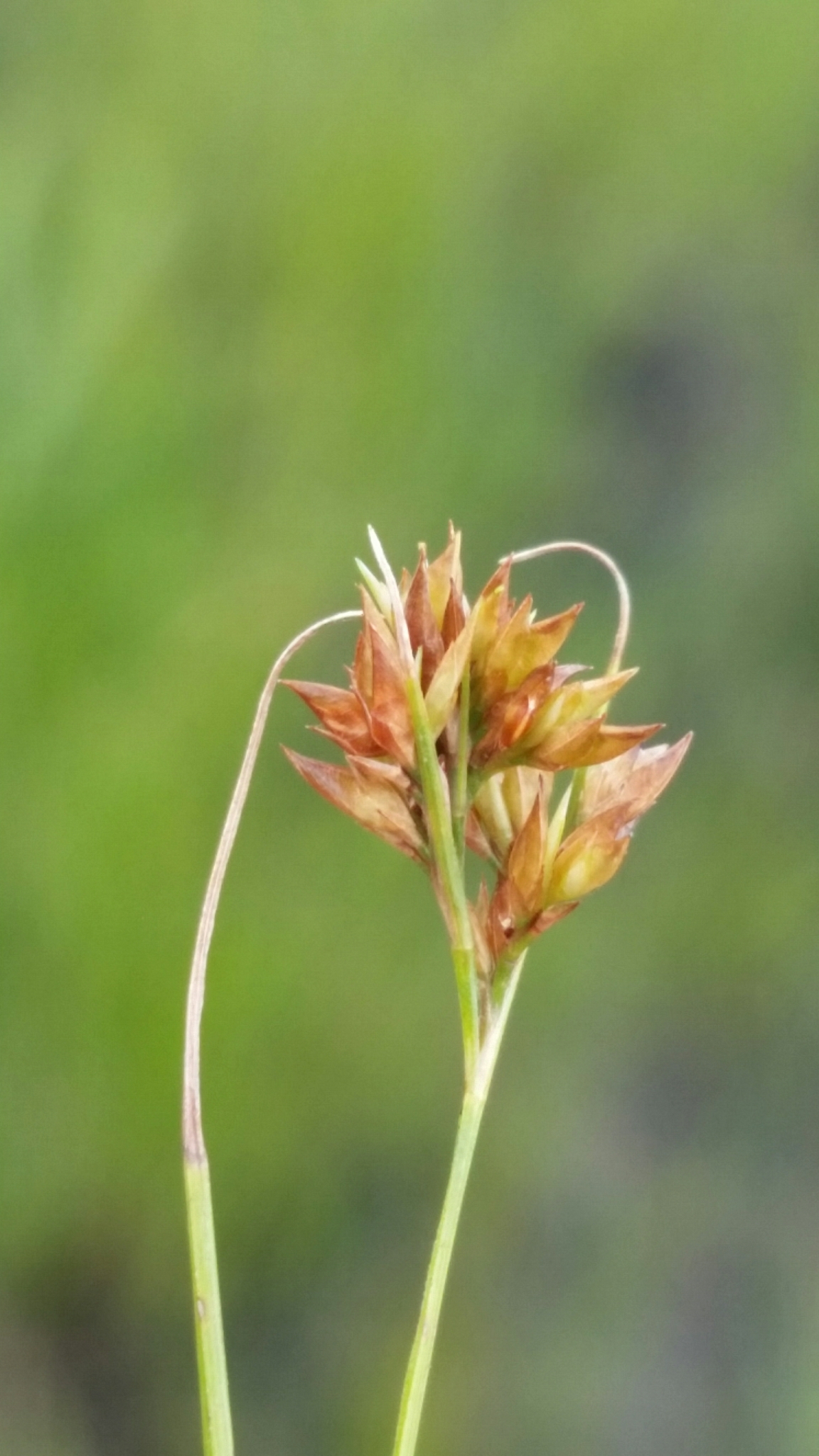Rhynchospora brachychaeta