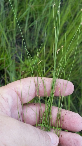Image of Rhynchospora brachychaeta by (c) Jay Horn, some rights reserved (CC BY)