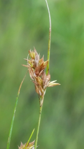 Image of Rhynchospora brachychaeta by (c) Jay Horn, some rights reserved (CC BY)