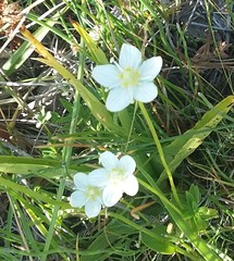 Parnassia