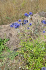 Echinops ritro