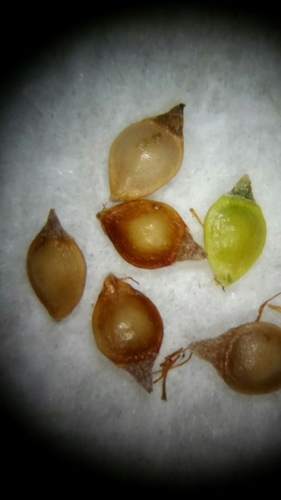 Image of Rhynchospora brachychaeta by (c) Jay Horn, some rights reserved (CC BY)