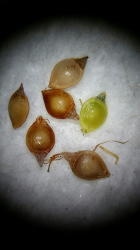 Image of Rhynchospora brachychaeta by (c) Jay Horn, some rights reserved (CC BY)