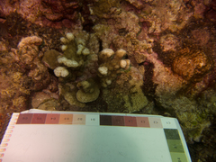 Montipora incrassata