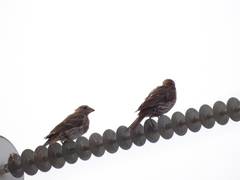 Haemorhous mexicanus