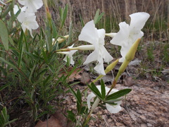 Mandevilla hypoleuca