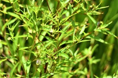 Ludwigia erecta