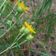 Pentanema spiraeifolium