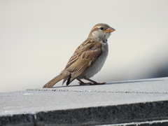 Passer domesticus
